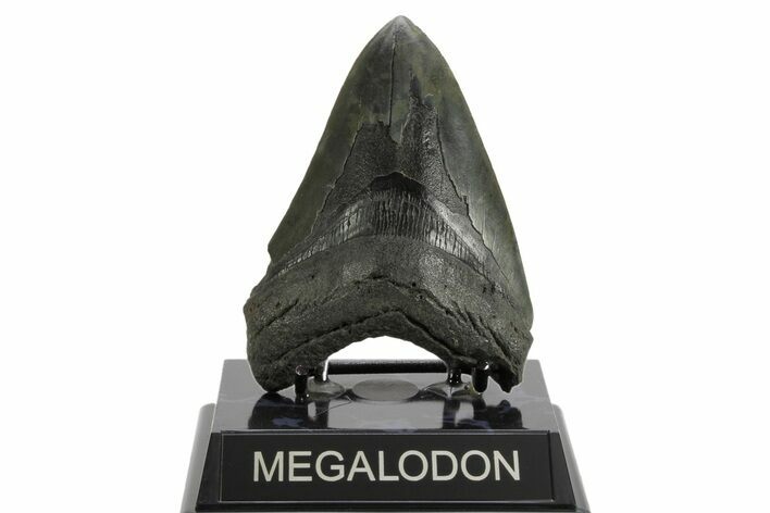 Serrated, Fossil Megalodon Tooth - South Carolina #374093